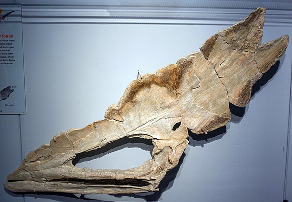 The skull of Thalassodromeus