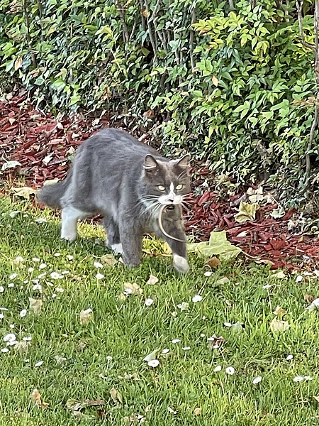 File:Cat in Sonoma - May 2022 - Sarah Stierch 02.jpg