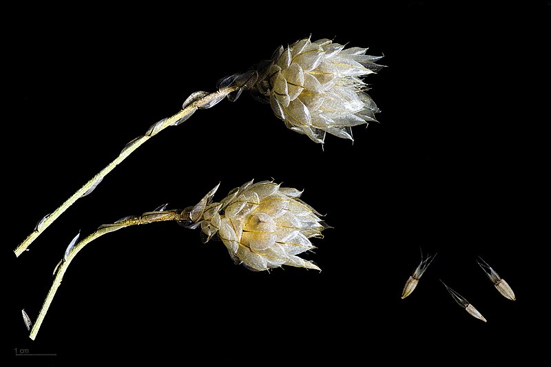 File:Catananche caerulea MHNT.BOT.2009.17.18.jpg