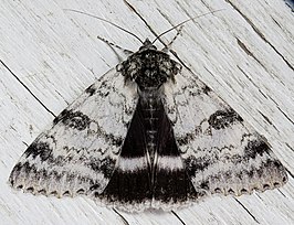 Catocala relicta