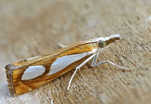 Catoptria pinella01.jpg