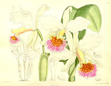 Cattleya rex - Curtis '137 (сер. 4 № 7) пл. 8377 (1911) .jpg