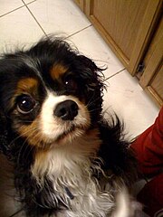 king charles spaniel tricolor