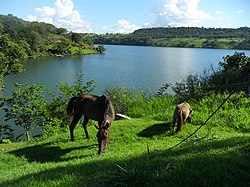 Cavalo e ponei pastando ao redor do lago - panoramio.jpg