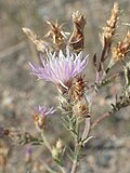 Thumbnail for File:Centaurea diffusa kz07.jpg