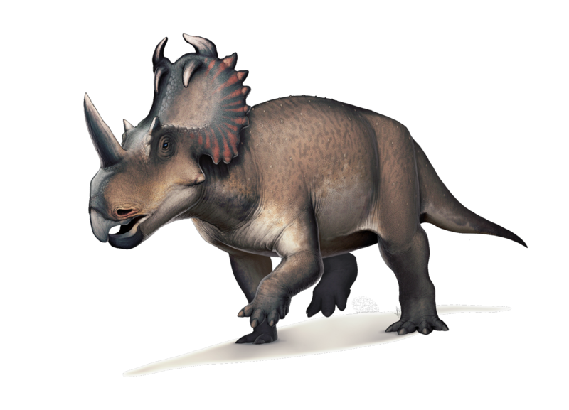 File:Centrosaurus flipped.png