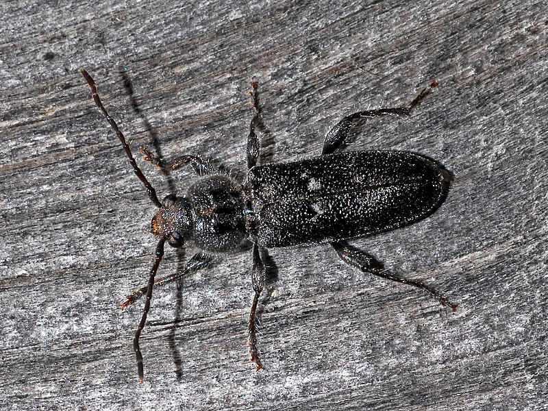 File:Cerambycidae - Hylotrupes bajulus (male).JPG