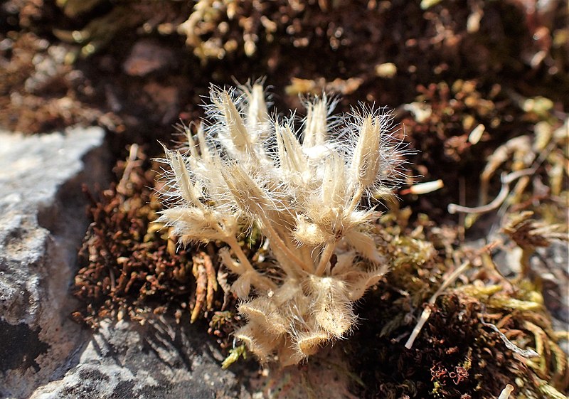 File:Cerastium comatum kz01.jpg