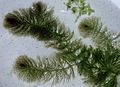 Ceratophyllum submersum, rumpai hanyut yang tumbuh sepenuhnya tenggelam.