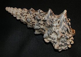 Um espécime de Cerithium nodulosum Bruguière, 1792 coletado nas Filipinas; uma espécie de Cerithiidae do Indo-Pacífico cuja concha ultrapassa os 10 centímetros de comprimento, sendo popular entre os colecionadores.[1][2]