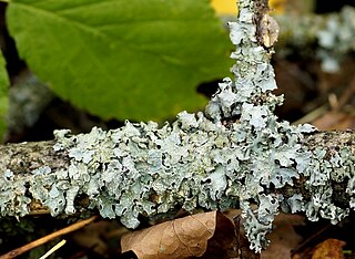 <i>Cetrelia olivetorum</i> Species of fungus