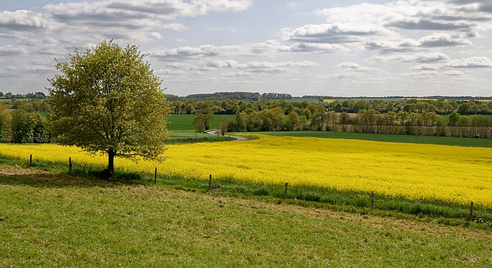 Chêne dans un champ de colza en Loire-Atlantique