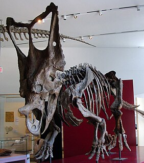 <i>Chasmosaurus</i>