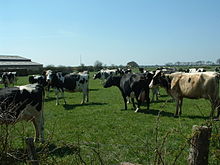 Chauvé (France) - Vaches.jpg