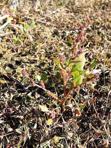 File:Chenopodium chenopodioides sl1.jpg