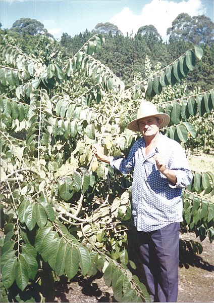 File:Cherimoya fruit grower.jpg