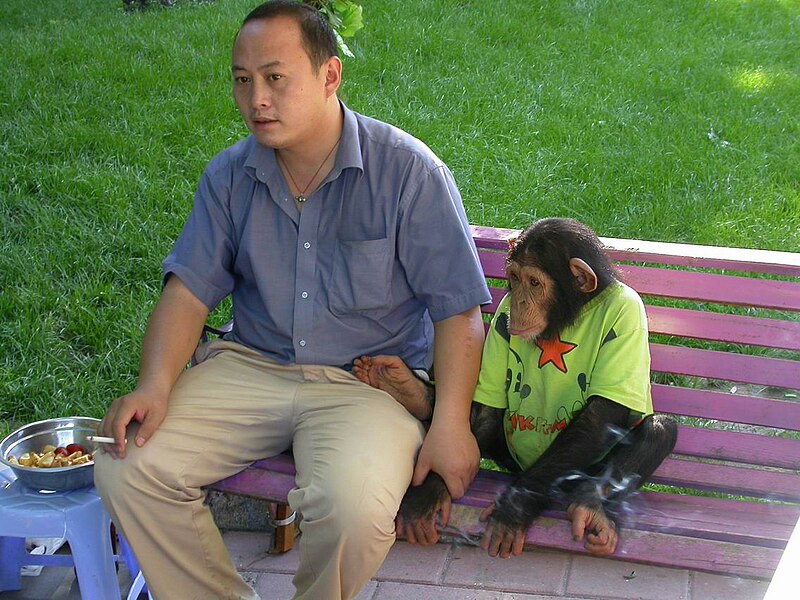 File:Chimpanzee and her kepper in Beijing Zoo 20050818.jpg