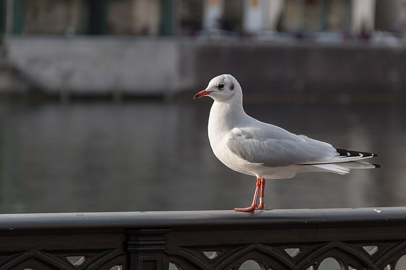 File:Chroicocephalus ridibundus in Zürich 02.JPG