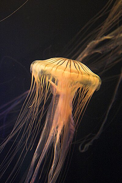 File:Chrysaora hysoscella Jelly (198583354).jpg