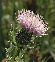 Cirsium обезцветяване (3254496224) .jpg