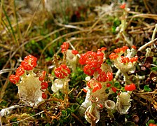 Cladonia diversa