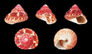 <i>Clanculus miniatus</i> species of mollusc