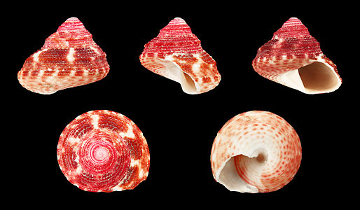 Clanculus miniatus