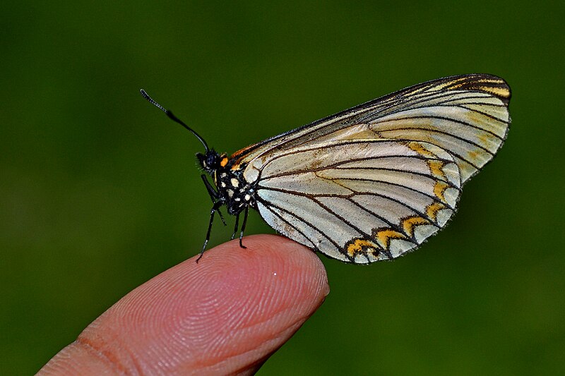 File:Close wing position of Acraea issoria Hübner, 1818 – Yellow Coster WLB DSC 3877.jpg