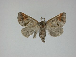<i>Clostera apicalis</i> Species of moth