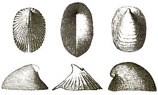 Cocculinidae Family of gastropods