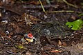 2016年10月26日 (水) 07:27時点における版のサムネイル