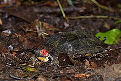 Cochin Forest Cane Turtle (Vijayachelys silvatica) by Sandeep Das.jpg