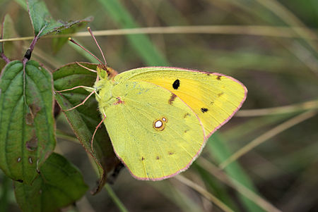 Colias_croceus