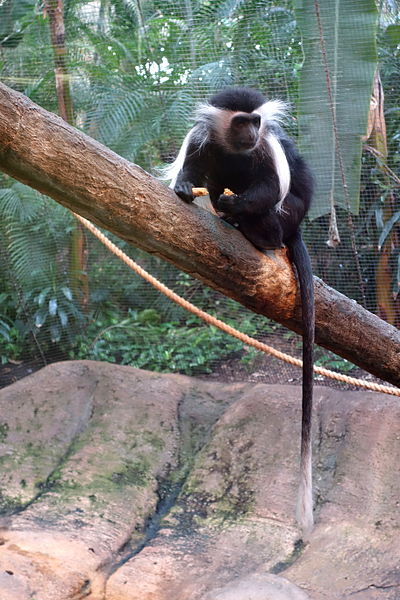 File:Colobus angolensis - Pittsburgh Zoo - DSC02664.JPG