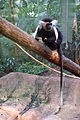 Colobus angolensis (cat.)