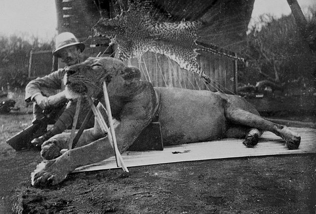 Lieutenant-Colonel Patterson with the first Tsavo lion – killed 9 December 1898