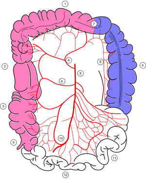 Dickdarm: Vergleichende Anatomie des Dickdarms, Anatomie des Dickdarms beim Menschen, Feinbau