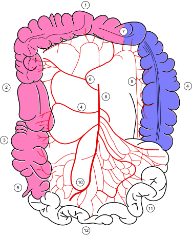 Suministro de sangre de colon.svg