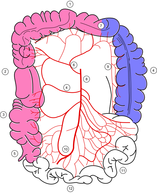 Colonic blood supply