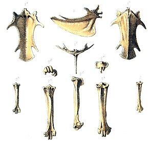 Representación de huesos de pájaro, 1866