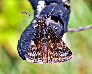 <i>Erynnis lucilius</i> Species of butterfly