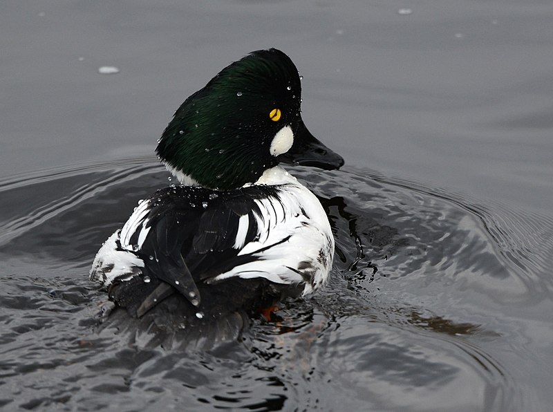 File:Common Goldeneye with nictitating membrane.JPG