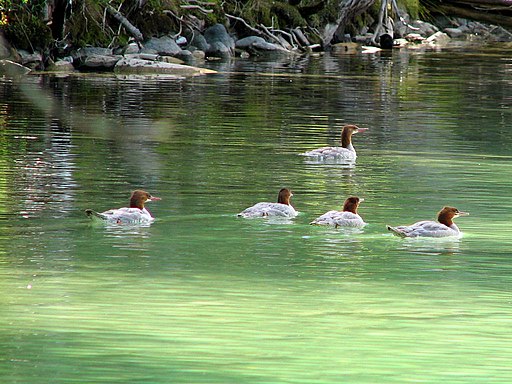 Common Merganser, female and 4 young
