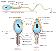 Complete diagram of a human spermatozoon Complete diagram of a human spermatozoa en.svg