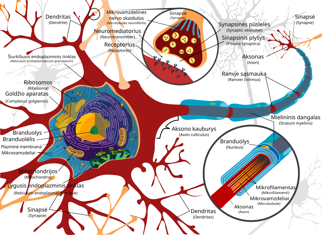 File:Complete neuron cell diagram lt.svg