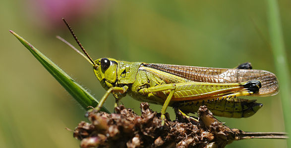 Stethophyma grossum (Large Marsh Grasshopper)