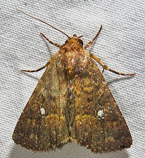 <i>Condica mobilis</i> Species of moth