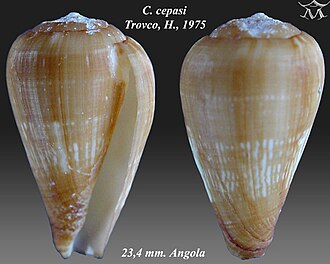 Conus cepasi Trovao, H., 1975 Conus cepasi 2.jpg