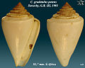 Conus gradatulus patens 1.jpg