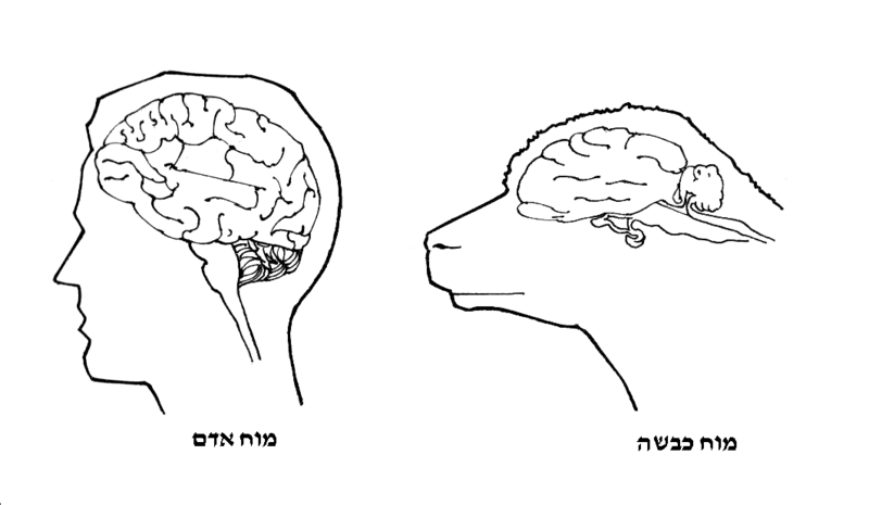 File:Convolution he - sheep and human brain.png